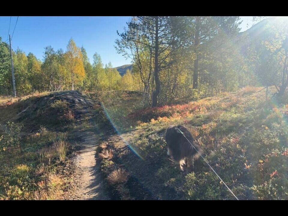 Høsten er en fin tid for turer i en skog som er på sitt mest fargesprakende, og for å puste inn kald, klar og ren luft, for så å komme hjem og nyte kvelden med fyr i peisen. Høsten er en fin tid for turer i en skog som er på sitt mest fargesprakende, og for å puste inn kald, klar og ren luft, for så å komme hjem og nyte kvelden med fyr i peisen. Foto: Espen Johansen