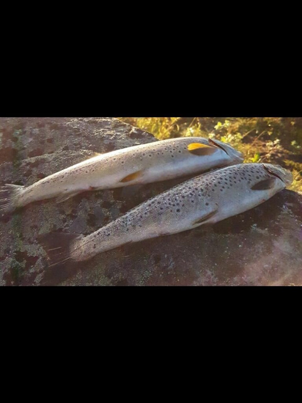 GODE BESTANDER. Resultatene viser at fiskebestandene i hovedsak er gode og resultatene er i stor grad like som ved tidligere undersøkelser. GODE BESTANDER. Resultatene viser at fiskebestandene i hovedsak er gode og resultatene er i stor grad like som ved tidligere undersøkelser. Foto: Kim Næsje