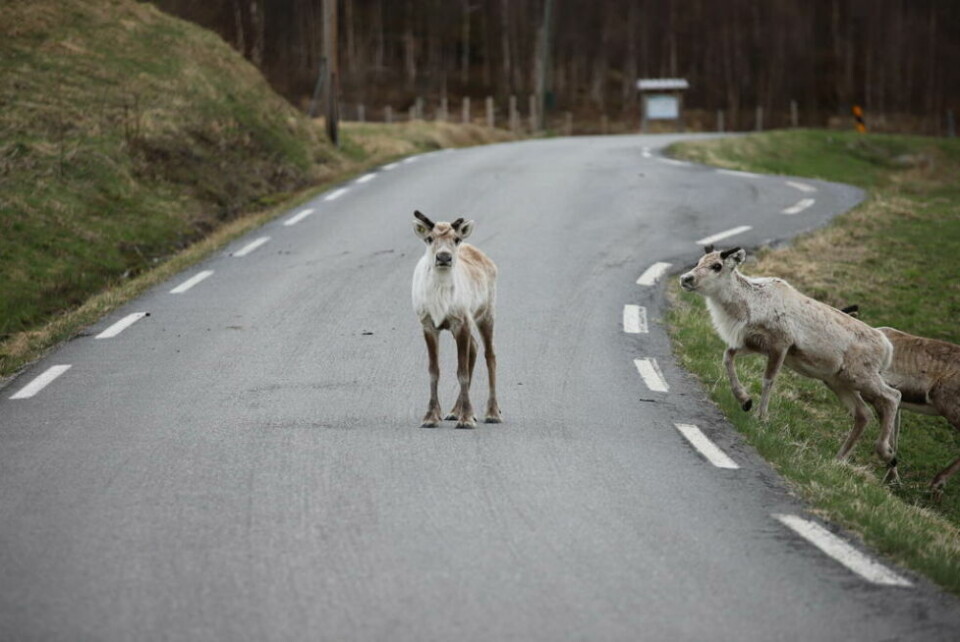 Reinsdyr og sau kan trekke inn i tunneler for å kjøle seg ned. Reinsdyr og sau kan trekke inn i tunneler for å kjøle seg ned. Foto: Lise Ailin Rosvoll Berntzen