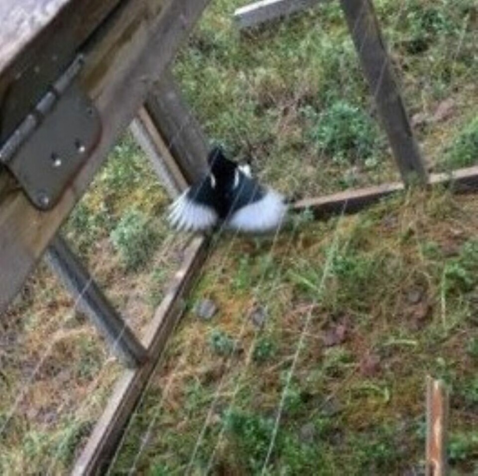 FUGLEFELLE. Ei skjære havnet i ei fuglefelle som er satt opp ved Flyplasskogen i Saltdal. Nå blir eieren bedt om å flytte fella et annet sted. FUGLEFELLE. Ei skjære havnet i ei fuglefelle som er satt opp ved Flyplasskogen i Saltdal. Nå blir eieren bedt om å flytte fella et annet sted.