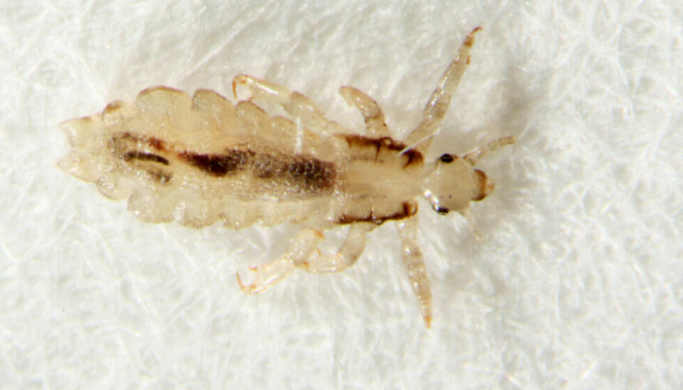 FHI ber nå om at foreldre og foresatte i de tusen hjem går gjennom husstanden med lusekammen. Her er en voksen hodelus avbildet. FHI ber nå om at foreldre og foresatte i de tusen hjem går gjennom husstanden med lusekammen. Her er en voksen hodelus avbildet. Foto: Preben Ottesen / Folkehelseinstituttet / NTB