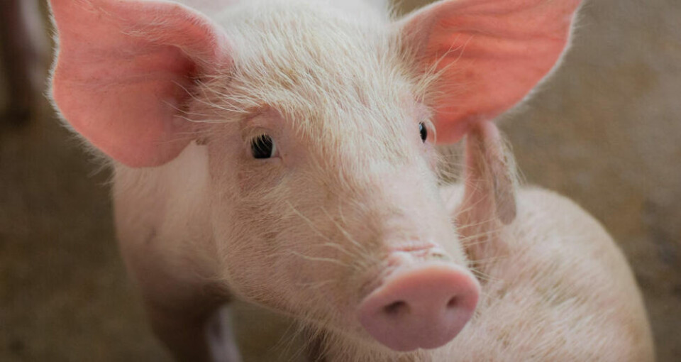 Mattilsynet har gjennomført en omfattende undersøkelse for å kartlegge hvordan norske griser har det. Mattilsynet har gjennomført en omfattende undersøkelse for å kartlegge hvordan norske griser har det. Foto: Mattilsynet