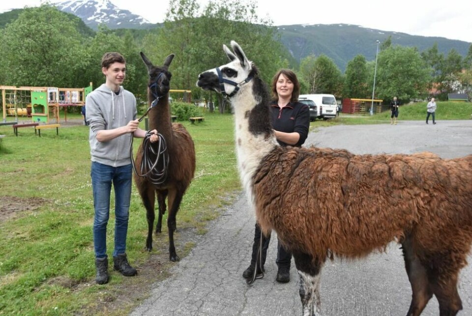 Lama. Rita og Martin Frantzen viser frem lamahoppene Polly og Sonja.Aktiviteter for barn. Håvard Troli (5) får hjelp av faren Torfinn til en av aktivitetene på Bygdefolkets dag. Lama. Rita og Martin Frantzen viser frem lamahoppene Polly og Sonja.