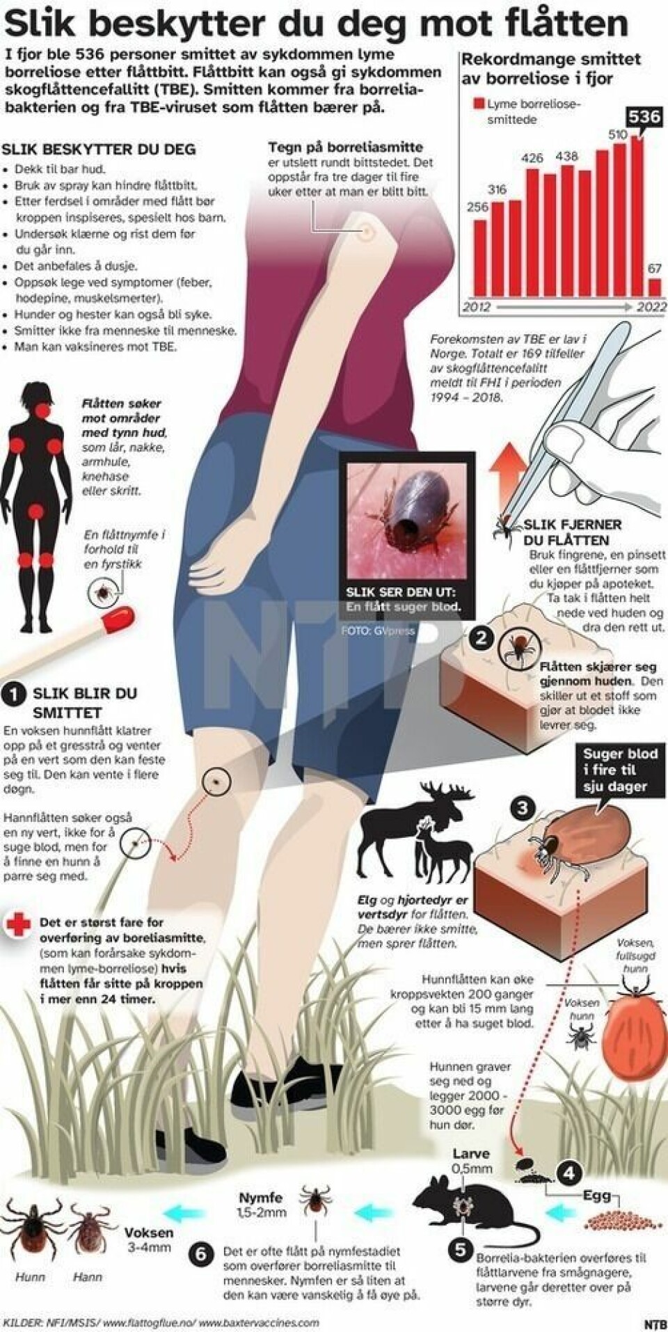 I fjor ble 536 personer smittet av sykdommen lyme borreliose etter flåttbitt. Flåttbitt kan også gi sykdommen skogflåttencefallitt (TBE). Smitten kommer fra borreliabakterien og fra TBE-viruset som flåtten bærer på. I fjor ble 536 personer smittet av sykdommen lyme borreliose etter flåttbitt. Flåttbitt kan også gi sykdommen skogflåttencefallitt (TBE). Smitten kommer fra borreliabakterien og fra TBE-viruset som flåtten bærer på. Foto: NTB nyhetsgrafikk