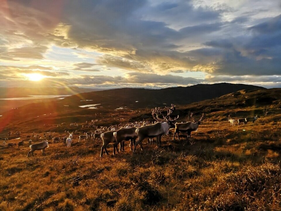 - Realiseres Blastrs planer får befolkningen i Salten et massivt vindkraftsanlegg i et område som brukes for blant annet rekreasjon, matauk og tradisjonell naturbruk. Dette er også helt uunnværlige beitearealer for to reinbeitedistrikter. - Realiseres Blastrs planer får befolkningen i Salten et massivt vindkraftsanlegg i et område som brukes for blant annet rekreasjon, matauk og tradisjonell naturbruk. Dette er også helt uunnværlige beitearealer for to reinbeitedistrikter. Foto: Camilla Godø Risvoll