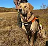 SPA-BEHANDLING. Er det én ting en Golden retriever setter pris på - så er det gjørme! Foto: Lise Berntzen