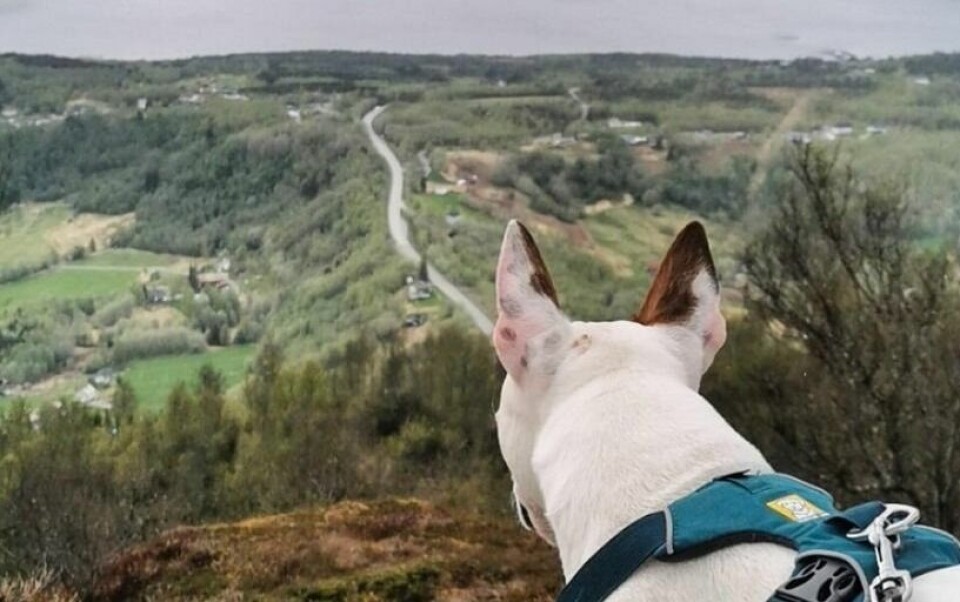 TOPPHUND. Mario elsker å være på Tuvatoppen med eier Kristine Sjø. Nå håper han på flere turer- og flere følgere på Instagram på kontoen minibullmario. TOPPHUND. Mario elsker å være på Tuvatoppen med eier Kristine Sjø. Nå håper han på flere turer- og flere følgere på Instagram på kontoen minibullmario. Foto: Kristine Sjø