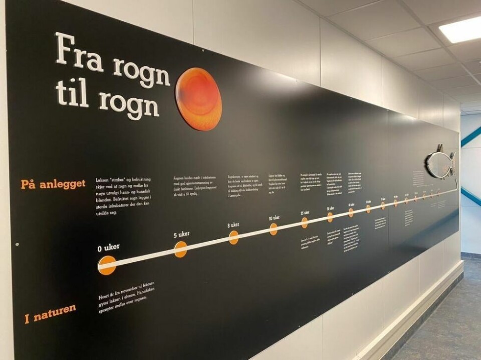 ROGNFABRIKKEN. Benchmark Genetics Salten har søkt om økt kapasitet. ROGNFABRIKKEN. Benchmark Genetics Salten har søkt om økt kapasitet. Foto: Eva S. Winther