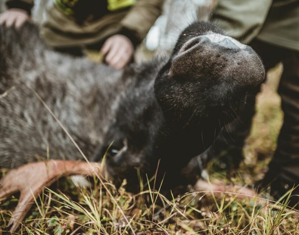God kontroll. Politiet hadde ingenting å utsette på elgjegerne i Beiarn under kontrollen lørdag. God kontroll. Politiet hadde ingenting å utsette på elgjegerne i Beiarn under kontrollen lørdag. Foto: Arkivfoto Lise Ailin Rosvoll Berntzen