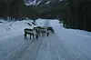 GLAD I SALT. Både rein og elg er glad i å slikke i seg salt langs veiene, og dette skaper mange trafikkfarlige situasjoner og også ulykker. Foto: Rune Berg