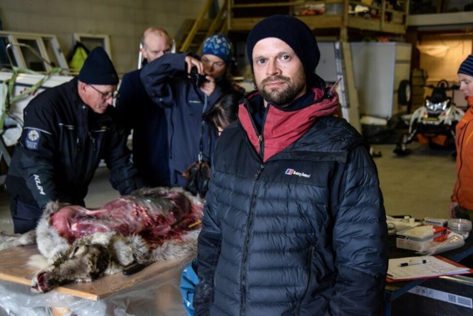 BEKYMRET. Reineier Mats Pavall er bekymret over de store tap han og andre reineiere i Nordland har. Spørsmålet er når reineierne må gi opp. BEKYMRET. Reineier Mats Pavall er bekymret over de store tap han og andre reineiere i Nordland har. Spørsmålet er når reineierne må gi opp. Foto: Tarjei Abelsen