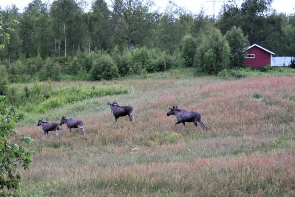 PÅ TREKK. Fire elger på trekk over vollen, to okser og to kalver fra i fjor. PÅ TREKK. Fire elger på trekk over vollen, to okser og to kalver fra i fjor. Foto: Lars Olav Handeland