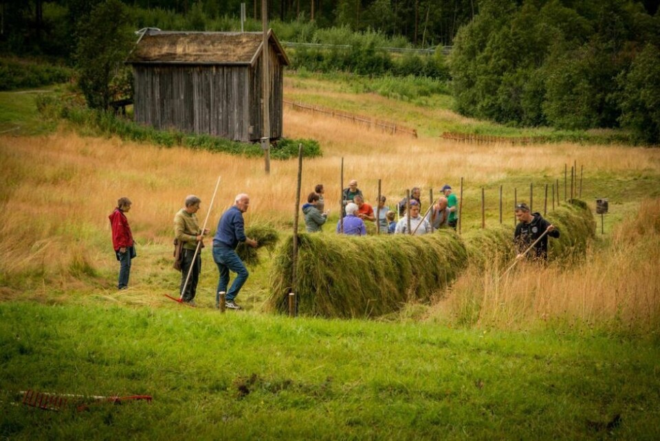 FLOTT SKUE. Det var mange som tok turen for å være med da det ble arrangert slåttedag på nasjonalparksenteret i fjor. FLOTT SKUE. Det var mange som tok turen for å være med da det ble arrangert slåttedag på nasjonalparksenteret i fjor. Foto: Laila Ingvaldsen