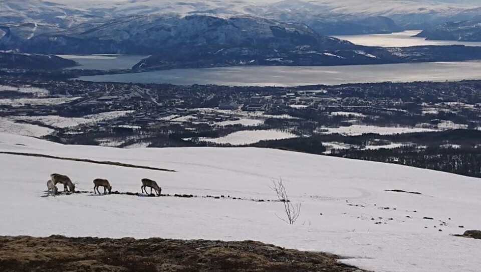 REIN. Folk bes ikke benytte seg av Klungsetmarka i Fauske de neste to ukene grunnet rein i fjellet. Reineier Mats Pavall håper han kan få dyrene ned tidligere enn det, men ber folk holde seg unna så ikke de utslitte dyra blir skremt. REIN. Folk bes ikke benytte seg av Klungsetmarka i Fauske de neste to ukene grunnet rein i fjellet. Reineier Mats Pavall håper han kan få dyrene ned tidligere enn det, men ber folk holde seg unna så ikke de utslitte dyra blir skremt. Foto: Mats Pavall