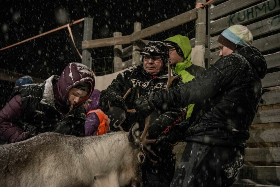 RAMMES. Saltfjellet reinbeitedistrikt står i fare for å miste store beiteområder, om Elkem får åpnet kvartsgruve på Nasafjellet. Her er reinbeitedistriktets leder Per Ole Oskal (midten), i forbindelse med reintelling i 2017. RAMMES. Saltfjellet reinbeitedistrikt står i fare for å miste store beiteområder, om Elkem får åpnet kvartsgruve på Nasafjellet. Her er reinbeitedistriktets leder Per Ole Oskal (midten), i forbindelse med reintelling i 2017. Foto: Tarjei Abelsen
