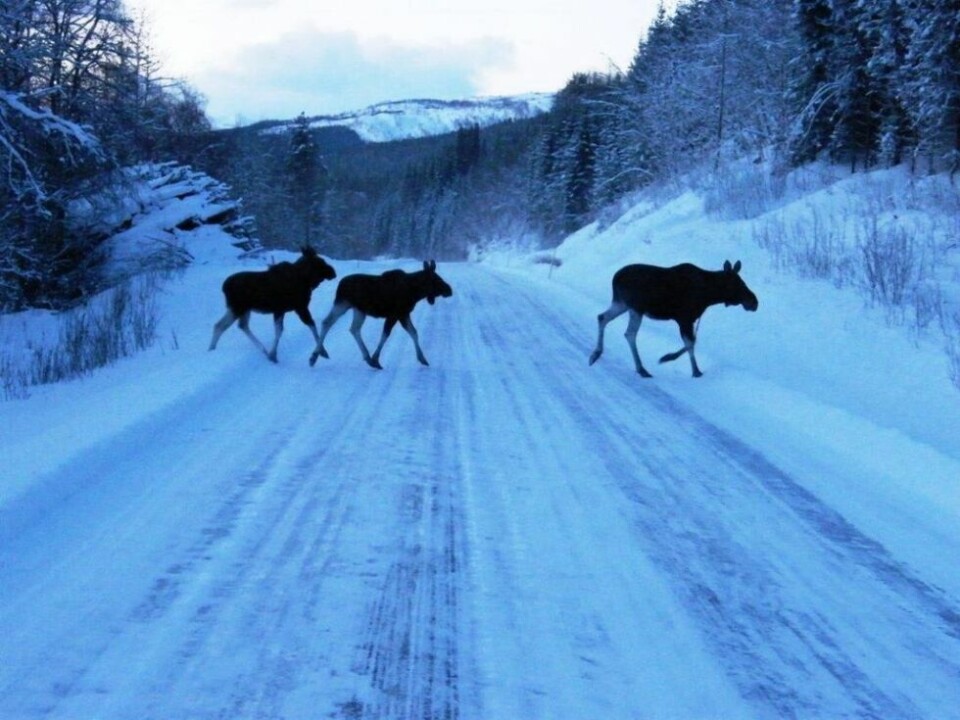 MYE ELG. Nærgående elg på Storjord i Beiarn har vært et problem i vinter. Ikke bare spiser de opp fôret til husdyr, de representerer også en fare for de som ferdes på veien. Nå vil kommune redusere elgbestanden i kommunen under elgjakta. MYE ELG. Nærgående elg på Storjord i Beiarn har vært et problem i vinter. Ikke bare spiser de opp fôret til husdyr, de representerer også en fare for de som ferdes på veien. Nå vil kommune redusere elgbestanden i kommunen under elgjakta. Foto: Jan Steen (Arkiv)