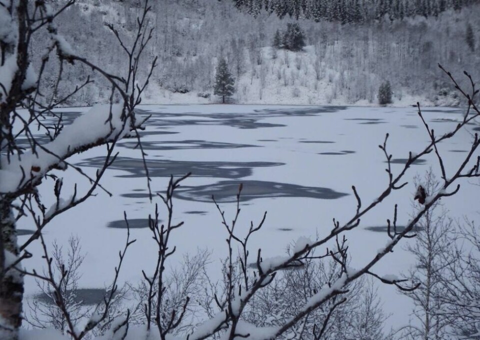 Usikker is. Usikker is. Foto: A. Mikkelsen