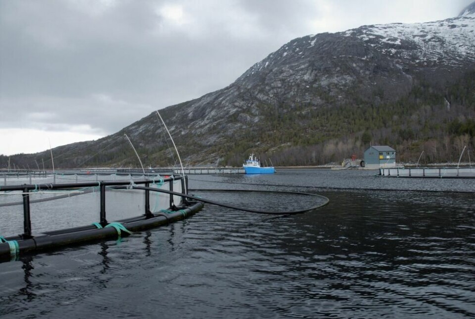 MOWI. Marine harvest, tidligere Fjord Seafood har nå navnet Mowi. Bildet er fra lokaliteten i Storvika. Det er imidlertid i Matvika i Sørfold at bedriften nå slakter ned smittet fisk. Arkivfoto: Eva S. Winther MOWI. Marine harvest, tidligere Fjord Seafood har nå navnet Mowi. Bildet er fra lokaliteten i Storvika. Det er imidlertid i Matvika i Sørfold at bedriften nå slakter ned smittet fisk. Arkivfoto: Eva S. Winther