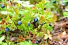 Blåbæra er moden nå, og kan bli både til saft, syltetøy og annet godt. Foto: Maria Edvardsen