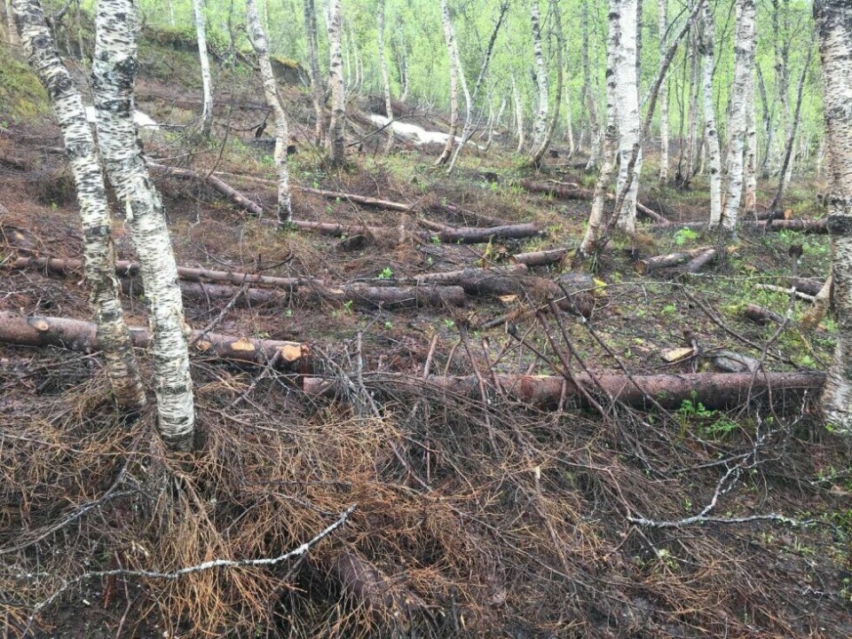 Ikke noe vakkert syn i najonalparken. Ikke noe vakkert syn i najonalparken. Foto: Privat