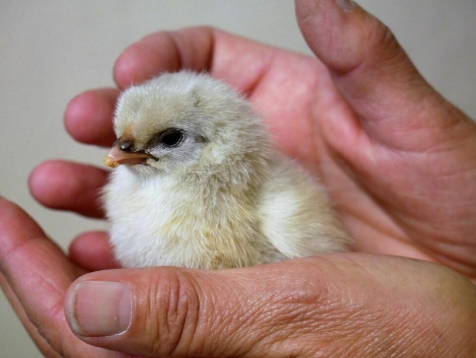 BLI KJENT. Kyllingene skal bli godt kjent med barna i barnehagen før de drar tilbake til gården de kommer fra. BLI KJENT. Kyllingene skal bli godt kjent med barna i barnehagen før de drar tilbake til gården de kommer fra. Foto: Elin Beate Johannessen