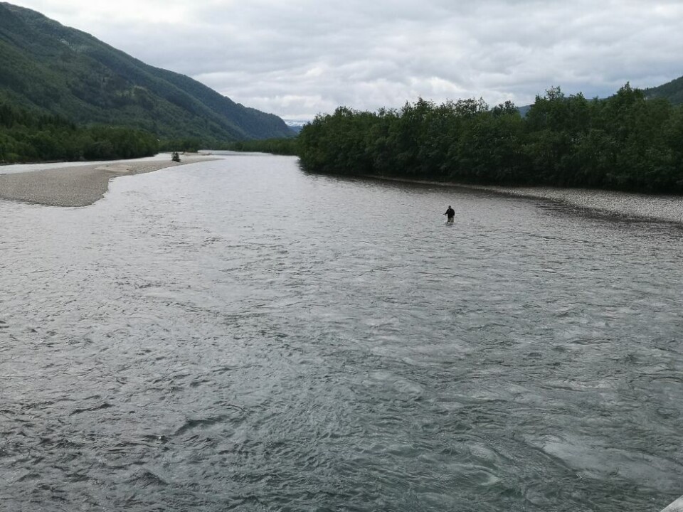 Laksefisker i Saltdalselva. I år er det kommet nye regler for elva som fiskerne plikter å sette seg inn i. Laksefisker i Saltdalselva. I år er det kommet nye regler for elva som fiskerne plikter å sette seg inn i. Foto: Robert Jentoft