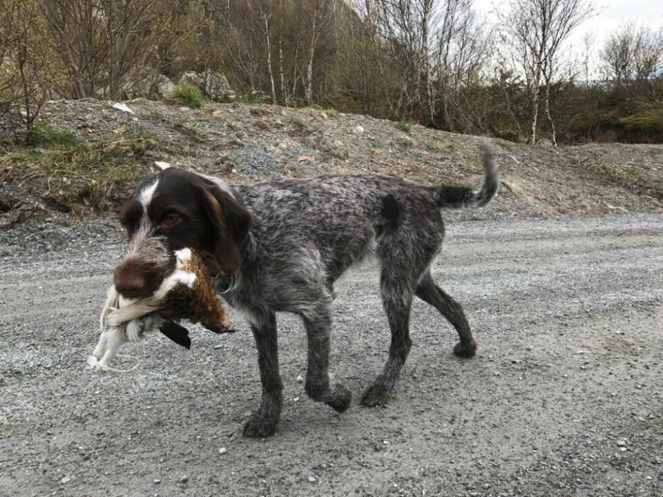 APPORT. Å hente utlagte fugler er blant øvelsene vorstehhundene skal få bryne seg på i løpet av helgen. APPORT. Å hente utlagte fugler er blant øvelsene vorstehhundene skal få bryne seg på i løpet av helgen. Foto: Frank Øvrewall