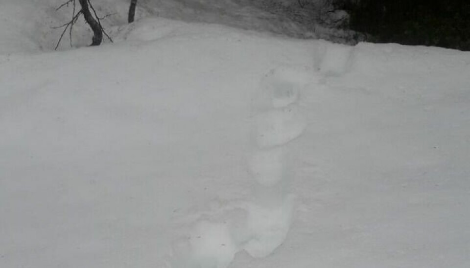 TYDELIGE SPOR. Bjørnen har satt klare spor etter seg nært bebyggelsen i Evenesdal/Vassbotn. TYDELIGE SPOR. Bjørnen har satt klare spor etter seg nært bebyggelsen i Evenesdal/Vassbotn. Foto: Harry Kristensen