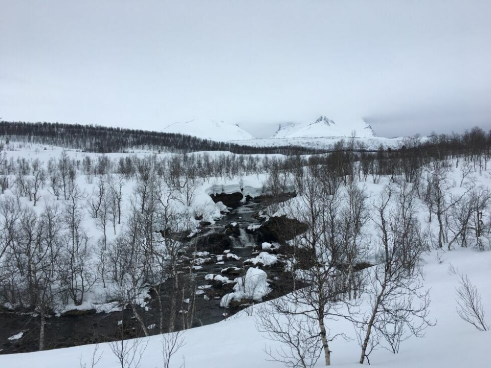 Værmeldinga for påska i Indre Salten inneholder både gråvær, nedbør og sol. Palmesøndag startet dagen på indre strøk, som her i Øvre Valnesfjord, med overskyet vær. Værmeldinga for påska i Indre Salten inneholder både gråvær, nedbør og sol. Palmesøndag startet dagen på indre strøk, som her i Øvre Valnesfjord, med overskyet vær. Foto: Eva S. Winther