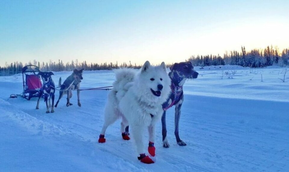 HUNDEKJØRING. Salten trekkhundklubb får tillatelse av kommunen til å ekspandere traseen for hundeløypa men en sløye rundt Kjelvatnet. HUNDEKJØRING. Salten trekkhundklubb får tillatelse av kommunen til å ekspandere traseen for hundeløypa men en sløye rundt Kjelvatnet. Foto: Trine Soleng Nedregård
