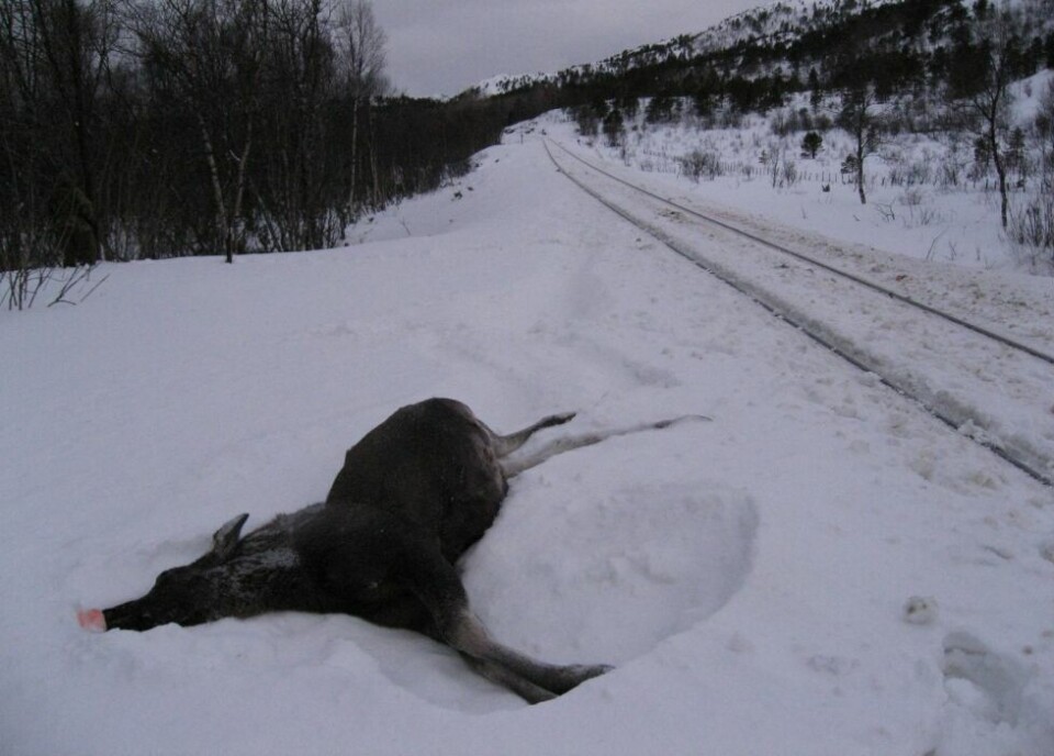 ELGDØD. Toget tar mye elg i Saltdal i vinter. Lørdag ettermiddag tok det i alt fem dyr, når vi regner inn at elgkua hadde to fostre i magen. Arkivfoto ELGDØD. Toget tar mye elg i Saltdal i vinter. Lørdag ettermiddag tok det i alt fem dyr, når vi regner inn at elgkua hadde to fostre i magen. Arkivfoto
