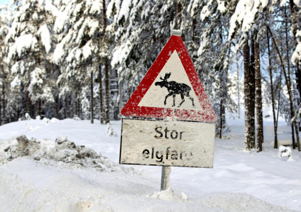 VOKT DEG FOR ELGEN. - En stresset elg kan bli aggressiv, sier NINA-forsker Erling J. Solberg. VOKT DEG FOR ELGEN. - En stresset elg kan bli aggressiv, sier NINA-forsker Erling J. Solberg. Foto: Gorm Kallestad/NTB