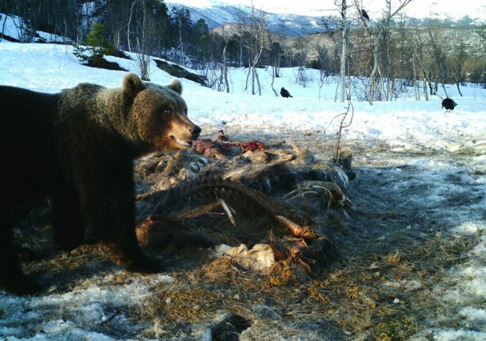 NEI TIL BJØRN. 27 ordførere protesterer mot regjeringens rovdyrspolitikk. Bildet er av en stor hannbjørn som spiser på et elgkadaver på Storalmenningfjell i Saltdal i 2013. Arkivfoto: Remi Olsen (viltkamera) NEI TIL BJØRN. 27 ordførere protesterer mot regjeringens rovdyrspolitikk. Bildet er av en stor hannbjørn som spiser på et elgkadaver på Storalmenningfjell i Saltdal i 2013. Arkivfoto: Remi Olsen (viltkamera)