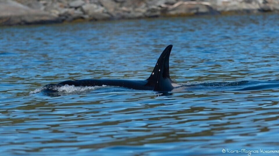 Spekkhoggere viste seg fram i Foldfjorden utenfor Strøksnes i helga. Spekkhoggere viste seg fram i Foldfjorden utenfor Strøksnes i helga. Foto: Lars-Magnus Kvamme