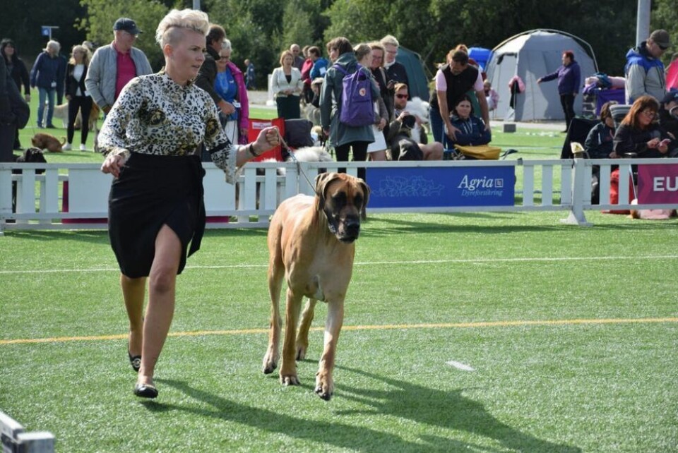 VINNER. Elisabeth Bugge Olsen og grand danoisen Johan (3) stakk av med den største rosetten under 'Best in show'. *** Local Caption *** Hundeutstilling på Fauske 2019 VINNER. Elisabeth Bugge Olsen og grand danoisen Johan (3) stakk av med den største rosetten under 'Best in show'. *** Local Caption *** Hundeutstilling på Fauske 2019 Foto: Maria Edvardsen