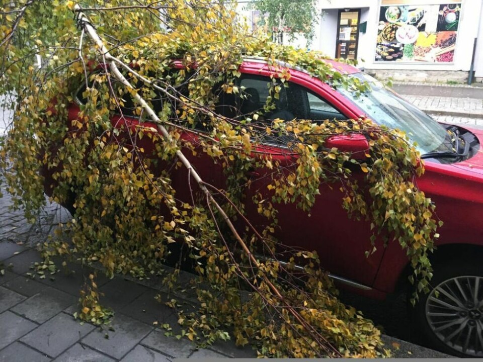 MIDT I GATA. Et av trærne i Miljøgata datt rett over bilen til Ole Henrik Fagerbakk. MIDT I GATA. Et av trærne i Miljøgata datt rett over bilen til Ole Henrik Fagerbakk. Foto: Stig Bjørnar Karlsen