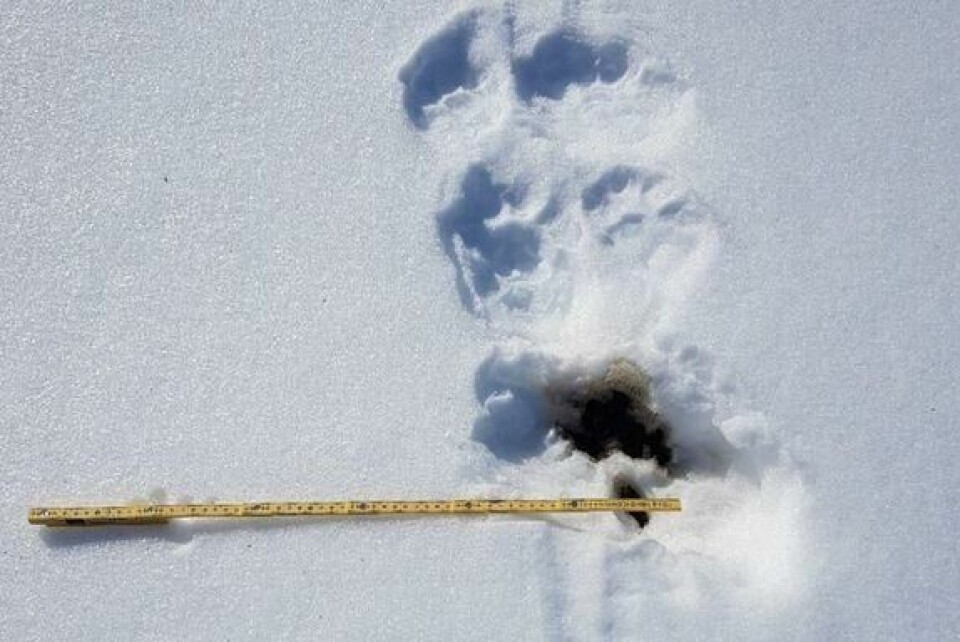 Jerveskit ved jervespor. Jerveskit ved jervespor. Foto: Statens naturoppsyn