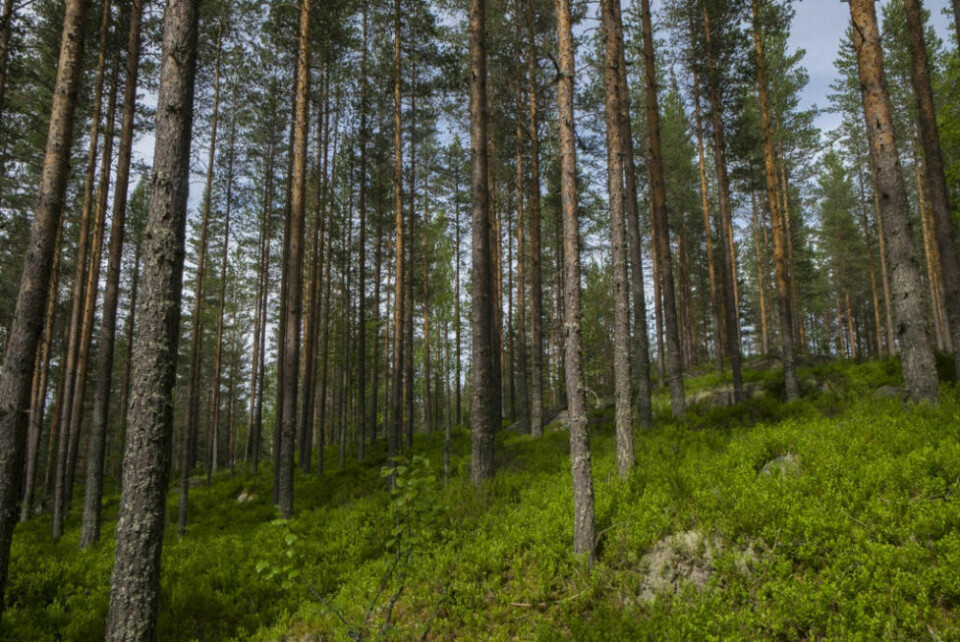 Ingen andre land i Europa har mer skog eid av enkeltpersoner enn Norge. (78 prosent). Ingen andre land i Europa har mer skog eid av enkeltpersoner enn Norge. (78 prosent). Foto: Vidar Ruud / NTB