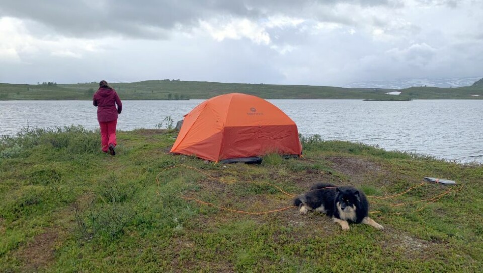 OVERNATTING. Slik kan ett av sommerens planlagte 'hotellrom' se ut, da med enda en hund i bildet. Det blir i alle fall lokal ferie på undertegnede i år - og det er i høyeste grad selvvalgt. OVERNATTING. Slik kan ett av sommerens planlagte 'hotellrom' se ut, da med enda en hund i bildet. Det blir i alle fall lokal ferie på undertegnede i år - og det er i høyeste grad selvvalgt. Foto: Espen Johansen