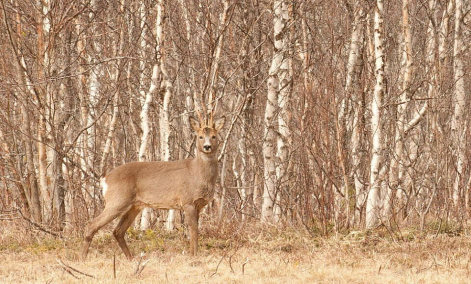 Mulig åpning for rådyrjakt i Saltdal kommune Foto: Lars-Magnus Kvamme