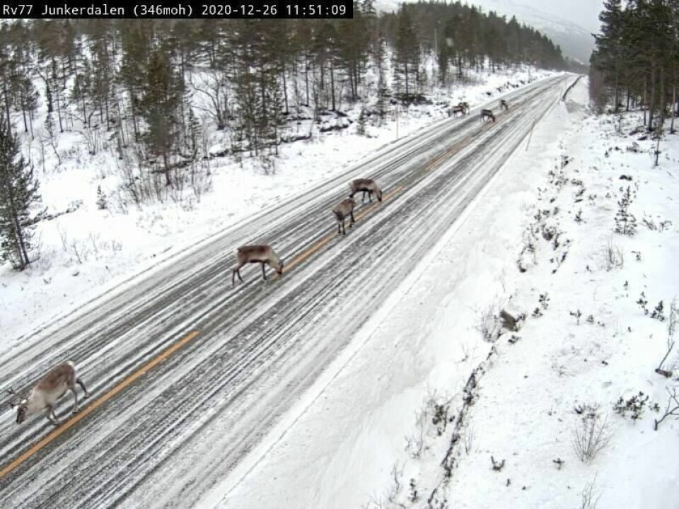 REIN. Statens vegvesen advarer om rein ved og på E6 flere steder i Saltdal tirsdag. REIN. Statens vegvesen advarer om rein ved og på E6 flere steder i Saltdal tirsdag. Foto: Vegvesenet webkamera
