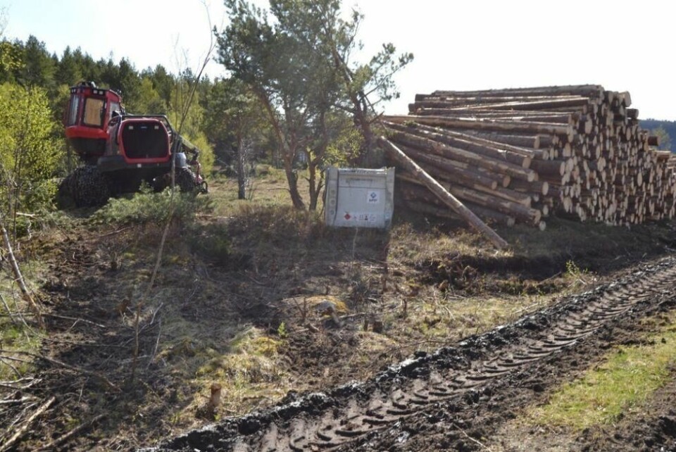 ALLSKOG. Firmaet Allskog har tillatelse til å felle hogstmoden gran på Sandøya ved Hoset. ALLSKOG. Firmaet Allskog har tillatelse til å felle hogstmoden gran på Sandøya ved Hoset. Foto: Ole Kristian Andreassen
