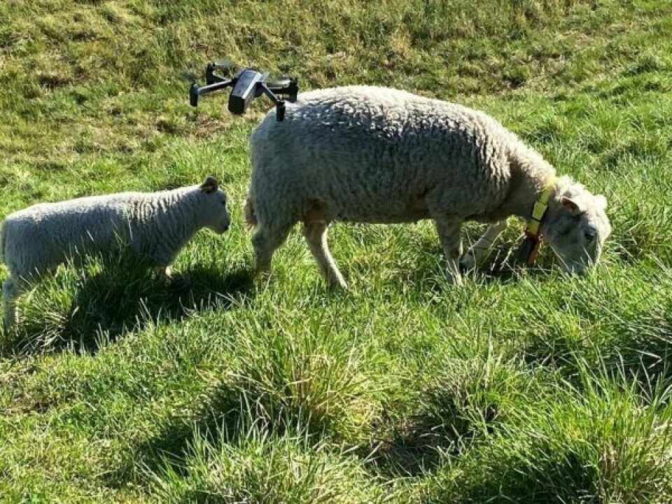 DRONETILVENNING. Etter noen dagers tilvenning ser sauene og lammene på Bakken gård ut til å bli bekvemme med den flyvende overvåkeren. DRONETILVENNING. Etter noen dagers tilvenning ser sauene og lammene på Bakken gård ut til å bli bekvemme med den flyvende overvåkeren. Foto: Kenneth Strømsvåg