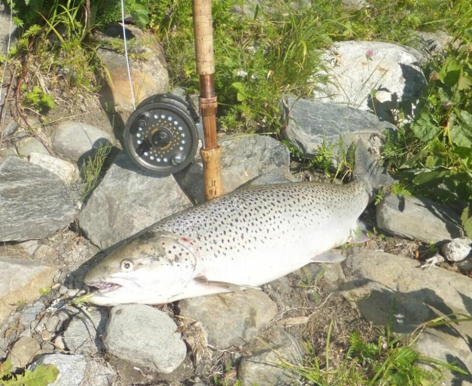 BEDRE FORVALTNING. Daglig leder Atle Frøysland i stiftelsen Norsk Villaksforvaltning mener det frie fisket etter sjøørret i fjordene ødelegger for en helhetlig forvaltning av bestanden. Her er en sjøørret på tre kilo fra Beiarelva. BEDRE FORVALTNING. Daglig leder Atle Frøysland i stiftelsen Norsk Villaksforvaltning mener det frie fisket etter sjøørret i fjordene ødelegger for en helhetlig forvaltning av bestanden. Her er en sjøørret på tre kilo fra Beiarelva. Foto: Bjørn Eiring