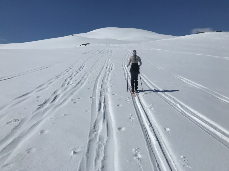 Det er fortsatt skiføre i fjellet og gode muligheter for å komme seg på tur kommende uke. Det er fortsatt skiføre i fjellet og gode muligheter for å komme seg på tur kommende uke. Foto: Sylvia Bredal