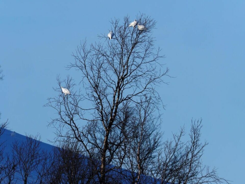 Uvanlig mye snø i fjellet i vinterferienRyper på topp. Lørdag er siste jaktdag på småvilt i søndre del av Nordland.