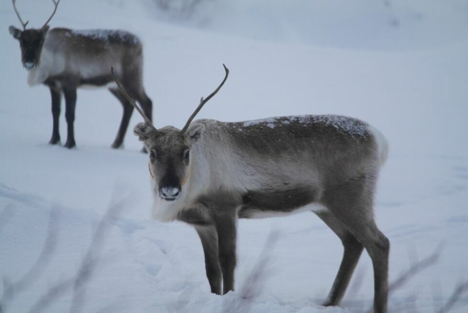 Uvanlig mye snø i fjellet i vinterferienLITE MAT. Reinen trenger ro, og mange steder er beiteforholdene dårlig.