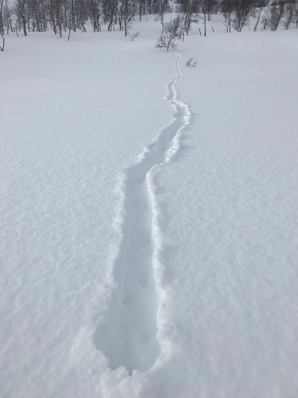Uvanlig mye snø i fjellet i vinterferienOterspor ved Gåsvatnan i Beiarfjellet