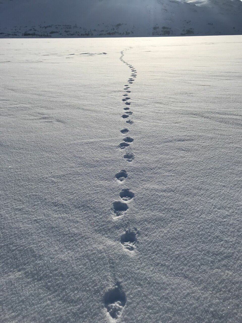 Uvanlig mye snø i fjellet i vinterferienJerven rasker over Balvatn, Sulitjelma.