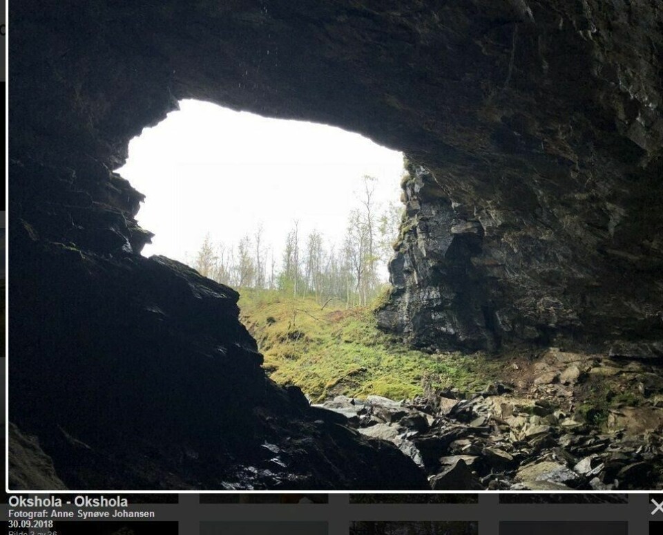 OKSHOLA. OKSHOLA. Foto: Anne Synøve Joihansen Foto: Anne Synøve Johansen